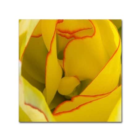 Kurt Shaffer 'Inside A Beautiful Tulip' Canvas Art,18x18